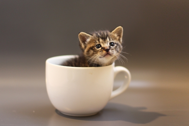マグカップの子猫